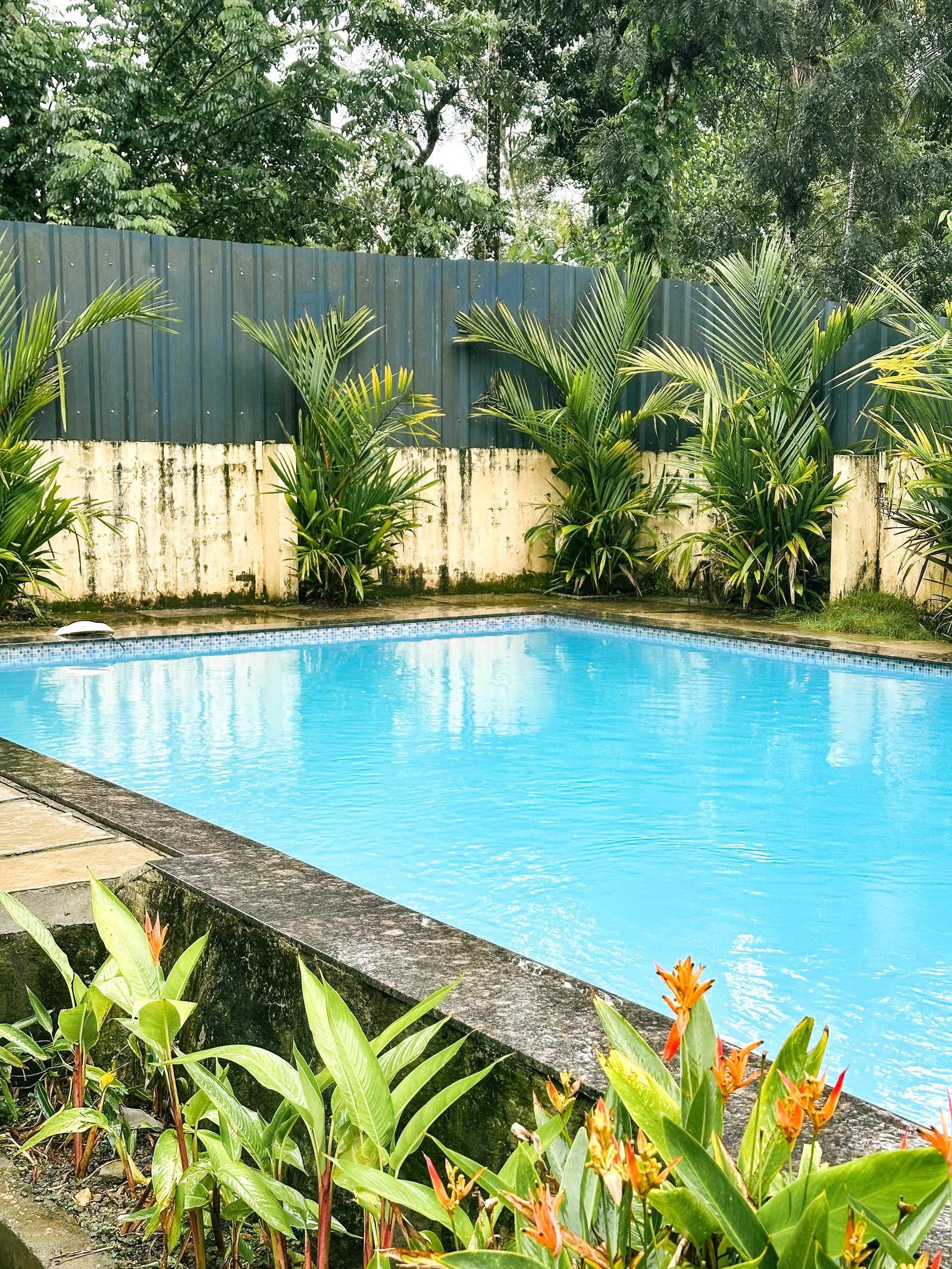 Poolside garden